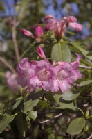 Rhododendron 'Penjerrick Pink'