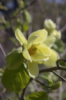 Magnolia 'Lois'