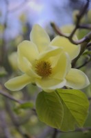 Magnolia 'Lois'