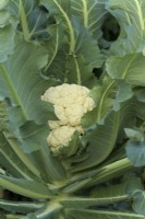 Brassica oleracea Botrytis Group 'Walcheren Winter 3 ' sown July 21 harvested mid April
