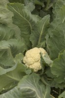 Cauliflower - Brassica oleracea Botrytis Group Walcheren Winter 3 sown  21 July and harvested 21 April