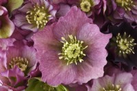 Helleborus x hybridus  Picked Hellebore flower heads  March