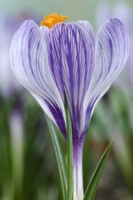 Crocus  'Pickwick'  March