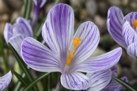 Crocus  'Pickwick'  March