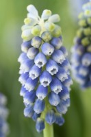 Muscari  'Mount Hood'  Grape hyacinth  Syn. Muscari aucheri 'Mount Hood'  April