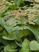 Rodgersia Aesculifolia in flower July Summer