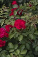 Rosa 'Rote woge' rose 