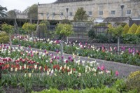 Tulips in the Kitchen Garden at Grimsthorpe Castle, April