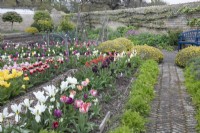 Tulips in the Kitchen Garden at Grimsthorpe Castle, April