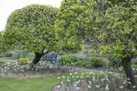 Cydonia oblonga clipped trees underplanted with white daffodils in the Kitchen Garden at Grimsthorpe Castle, April