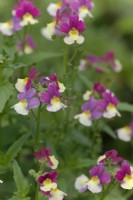 Nemesia Cream Surprise with a hoverfly - Episyrphus balteatus - Marmalade Fly