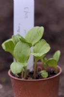 Melianthus major germinating seedlings sown early spring