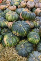 Cucurbita moschata 'Musquee de Provence'