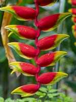 Heliconia rostrata   Lobster Claw