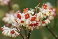 Edgeworthia chrysantha 'Red Dragon'