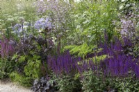 A meadow style border planted with Salvia nemorosa 'Caradonna' and 'Amethyst, dark-leaved actaea, Deschampsia cespitosa 'Goldschleier', Baltic parsley and Thalictrum 'Splendide'.