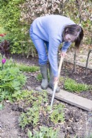 Woman digging Geranium out of the ground