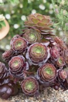 Aeonium arboreum - Tree houseleek