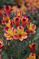 Alstroemeria 'Summer Breeze' - Peruvian Lily