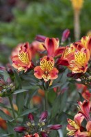 Alstroemeria 'Summer Breeze' - Peruvian Lily