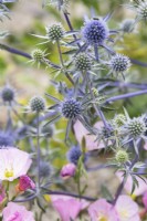 Eryngium planum 'Blaukappe' and Oenothera speiosa 'Siskiyo' - Blue eryngo and Evening primrose