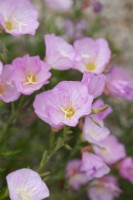 Oenothera speiosa 'Siskiyou' - Evening primrose