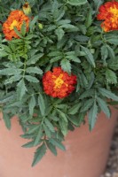 Tagetes patula 'Honeycomb' - French marigold in a terracotta pot