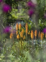 Kniphofia - red hot poker grorwing in dry border