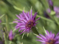 Tragopogon porrifolius - Salsify