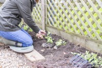 Woman planting Lathyrus 'Painted Lady' plugs