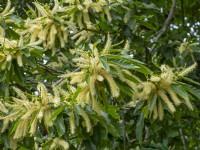 Castanea sativa  Sweet Chestnut tree in flower July Summer