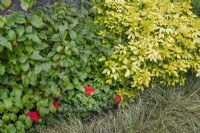 Mixed shrubs in small suburban garden in Lichfield, Staffordshire, in red orange and yellow theme, July