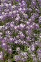 Lobularia maritima 'Violet Queen' - Sweet alyssum