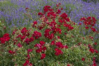Rosa 'Suffolk' and lavandula at Waterperry Gardens
