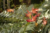 Mahonia japonica with acer leaf fall in the Four Seasons Garden - West Midlands - October