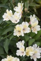 Alstroemeria 'Summer Snow' - Peruvian Lily