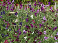 Lathyrus latifolius  Mixed Sweet Peas in flower East Ruston Old Vicarage Gardens, Norfolk, July Summer