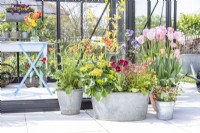 Large metal container planted with Abelia 'Kaleidoscope', Geum 'Pink Petticoats', Polemonium 'Bressingham Purple', Canna, Tulips and a Hydrangea