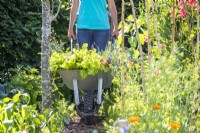 Woman pushing wheelbarrow filled with Lettuce and Lavender through the garden