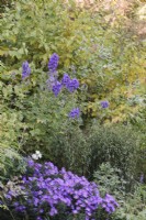 Aconitum carmichaelii 'Arendsii' in border