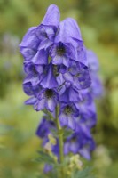 Aconitum carmichaelii 'Arendsii'