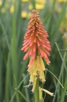 Kniphofia 'Papaya Popsicle'