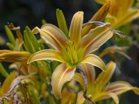 Hemerocallis 'Corky' July Summer