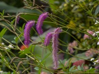 Sanguisorba hakusanensis 'Lilac Squirrel' July Summer
