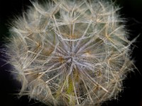 Tragopogon Porrifolius salsify seed head  July Summer