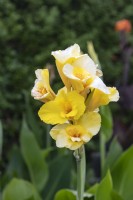 Canna 'Richard Wallace'