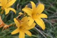 Hemerocallis 'Telstar' daylily