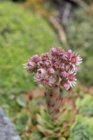 Sempervivum 'Sunset'