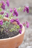 Origanum rotundifolium 'Jan's Pink' - Oregano