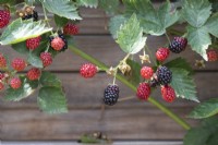 Rubus fruticosus 'Loch Ness' - Blackberry